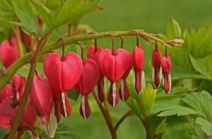 Competition entry: Bleeding Hearts All In A Row