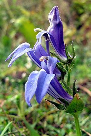 Competition entry: Great Blue Lobelia