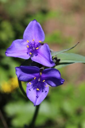 Competition entry: Spiderwort