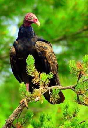 Competition entry: Turkey Vulture