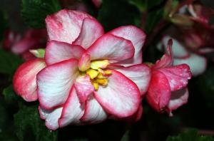 Competition entry: Non-stop Begonia