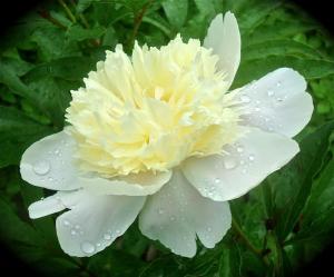 Competition entry: Peony with Dew