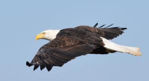 Competition entry: Bald Eagle