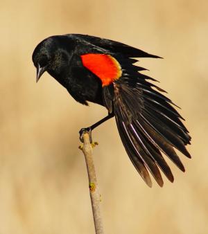 Competition entry: Red-winged Blackbird