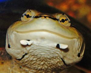 Competition entry: Spot-bellied Side-necked Turtle