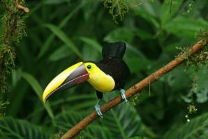 Competition entry: Chestnut Mandibled Toucan - Costa Rica