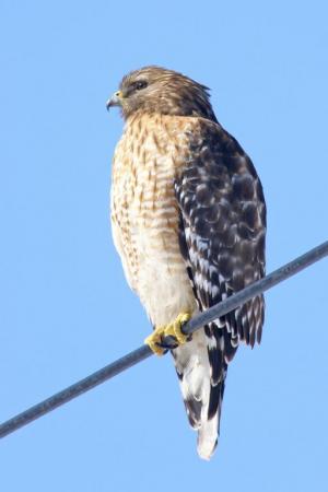 Competition entry: Red-shouldered Hawk