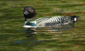 Competition entry: Loon