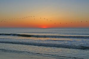 Competition entry: Pelican Formation At Sunrise