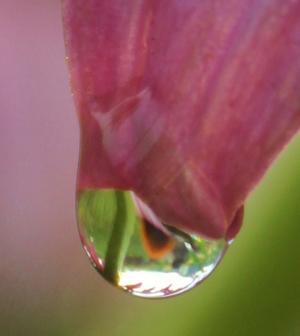 Competition entry: raindrop on coneflower