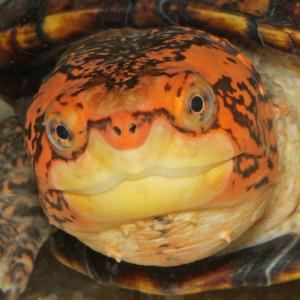 Competition entry: Red-cheeked Mud Turtle