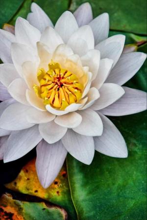Competition entry: Water Lily