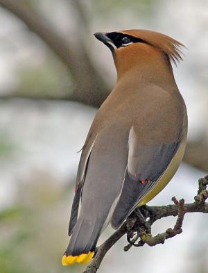 Competition entry: Cedar Waxwing