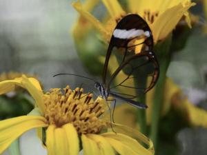 Competition entry: Glasswing Butterfly - Costa Rica