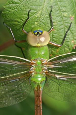 Competition entry: Green Darner