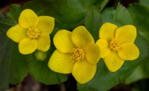 Competition entry: Marsh Marigolds