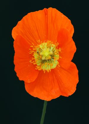 Competition entry: Orange Poppy