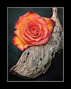 Competition entry: Driftwood and Rose