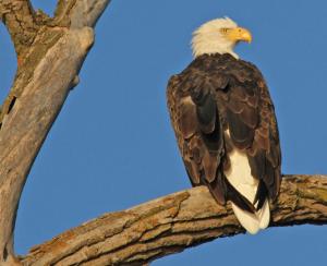 Competition entry: Bald Eagle In The "Golden Hour"