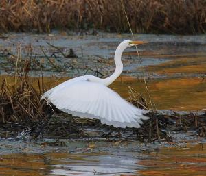 Competition entry: White Egret at Goose Island