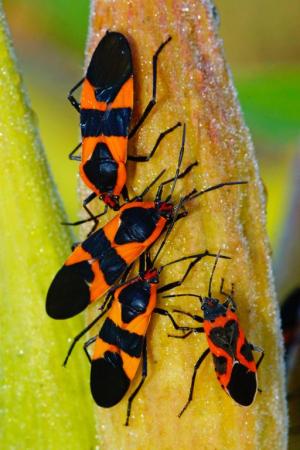 Competition entry: Milkweed Bugs