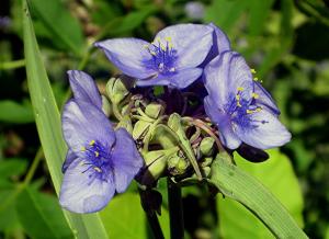 Competition entry: Spiderwort