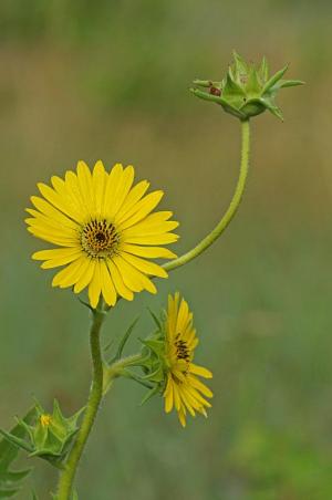 Competition entry: Compass Plant