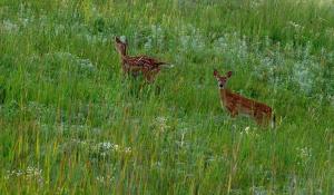 Competition entry: Field of Fawns