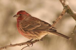 Competition entry: House Finch