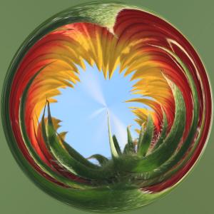Competition entry: Blanket Flower In A Crystal Ball