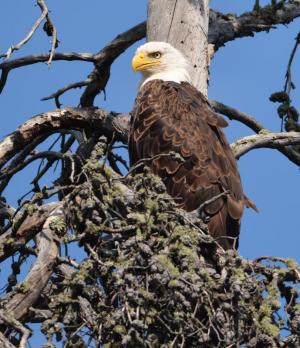 Competition entry: Bald Eagle-Boundary Waters