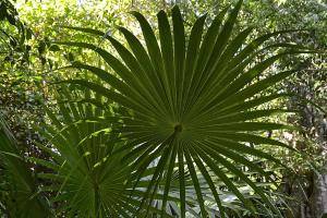 Competition entry: Costa Rican Palm Fan