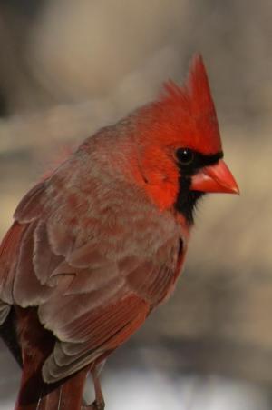 Competition entry: Mr. Cardinal