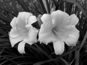 Competition entry: Lovely Lilies