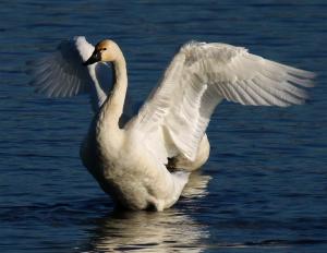 Competition entry:  Brownsville Swan Wings 2015