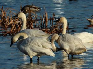 Competition entry: Brownsville Swans 2015