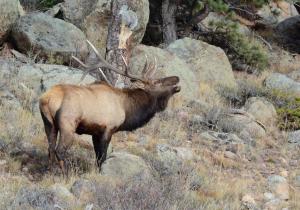 Competition entry: Elk Bugling