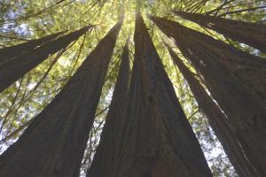 Competition entry: Redwoods in Big Basin Redwood Forest