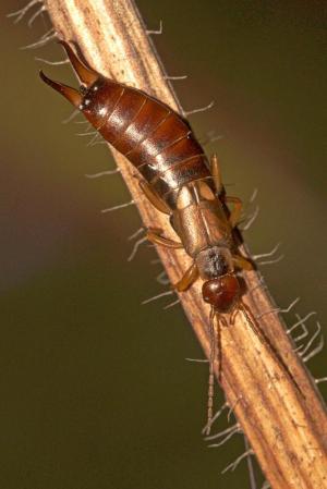 Competition entry: Earwig