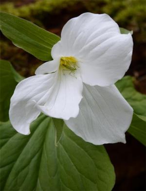 Competition entry: Trillium and Friend