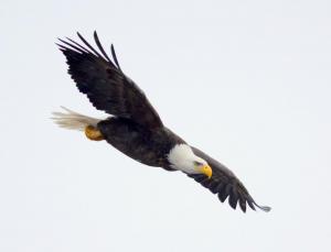 Competition entry: Diving Bald Eagle