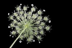 Competition entry: Queen Anne's Lace