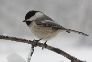 Competition entry: Chickadee