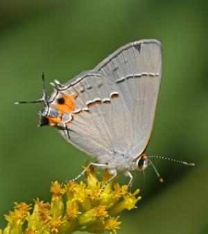 Competition entry: Gray Hairstreak