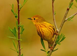 Competition entry: Yellow Warbler
