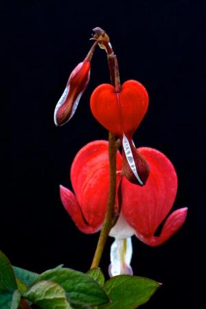 Competition entry: Bleeding Heart