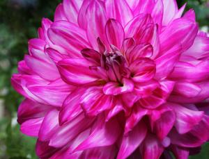 Competition entry: Candy Cane Dahlia