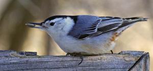 Competition entry: Nuthatch 