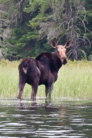 Competition entry: Canadian Moose