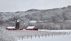 Competition entry: Snow on the Vines